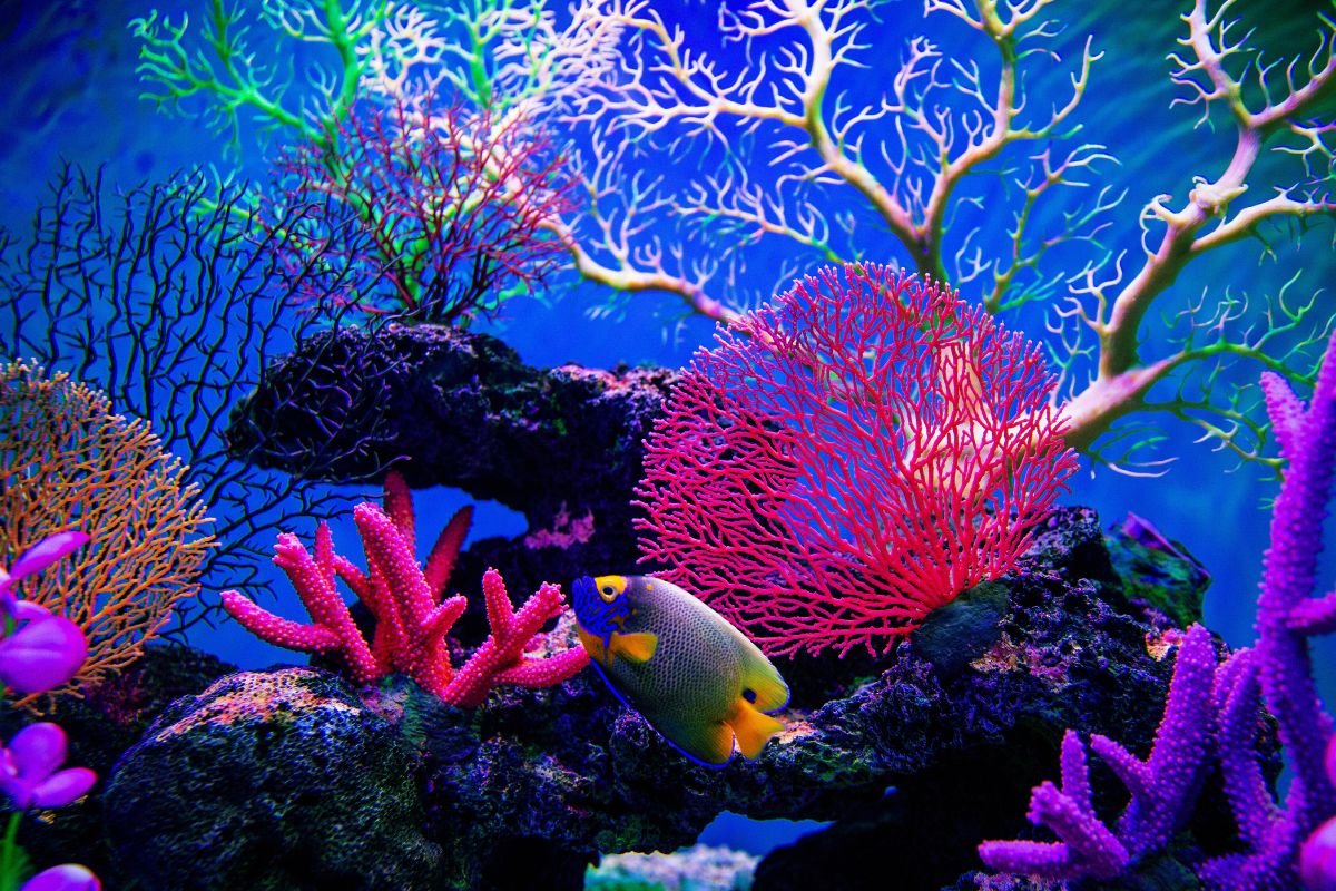 Dia Mundial dos Oceanos-Foto-Hudiemm-GettyImages-Canva