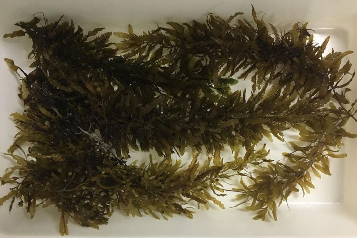 Algas Marinhas-Foto-Fabíola Fogaça